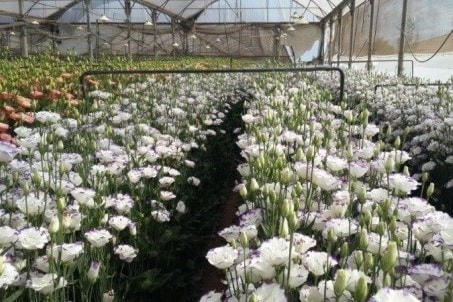 Phần 2: Sản xuất hoa trong nhà kính thông minh ở Israel